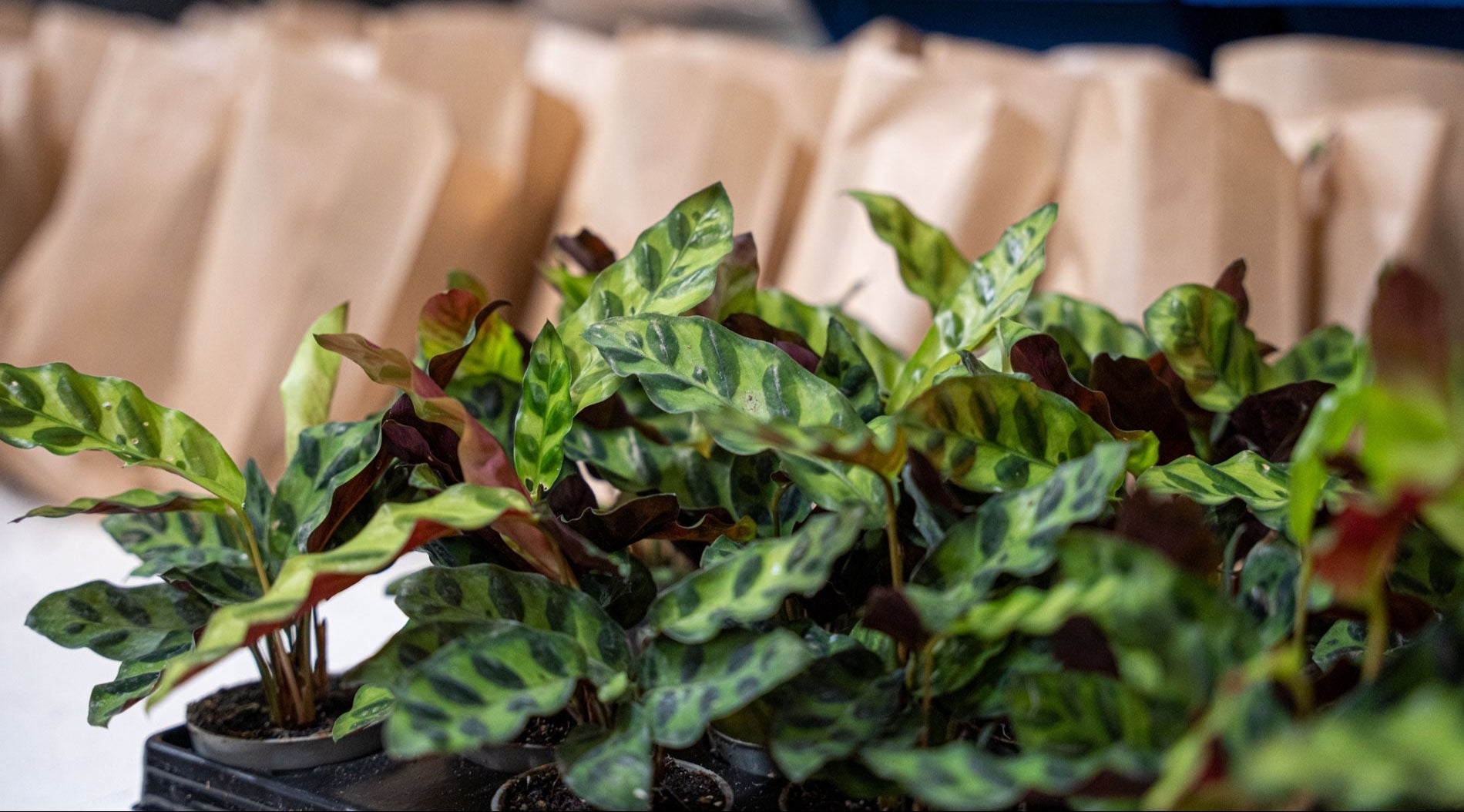 Duurzame Dinsdag bij trendhero