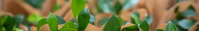 Groen assortiment planten