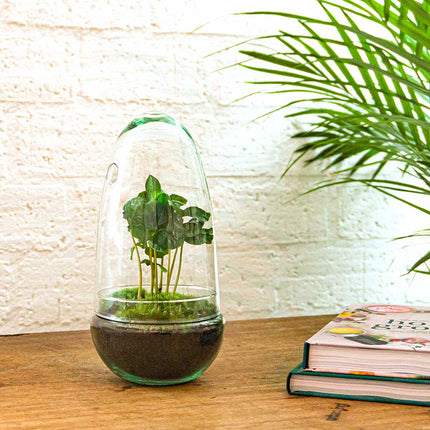 Terrarium DIY Kit - Bottle Garden - ↑ 25 cm