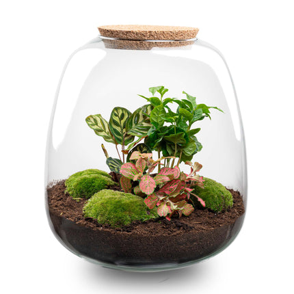 Terrarium DIY Kit - Emma - DIY kit - ↑ 25 cm - Ø 23 cm
