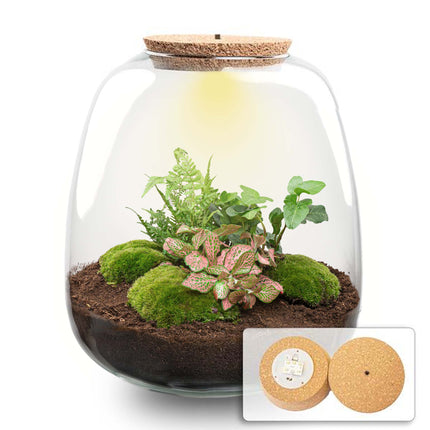 Terrarium DIY Kit - Emma - DIY kit - ↑ 25 cm - Ø 23 cm
