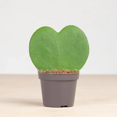 Collection image for: Valentijnsdag