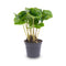 Terrarium planten