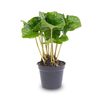 Terrarium planten