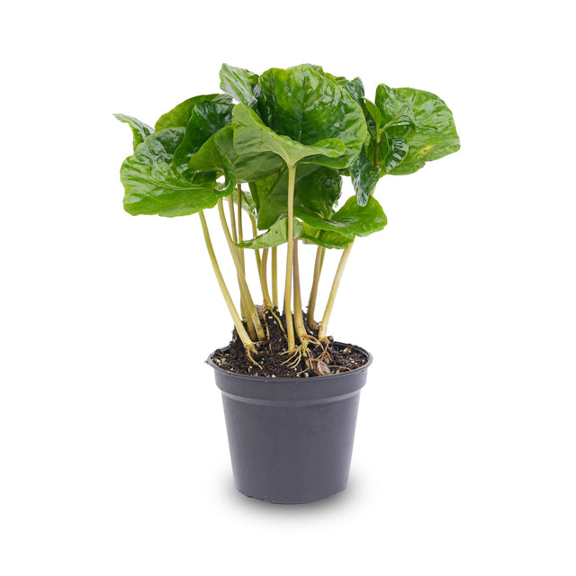 Terrarium planten