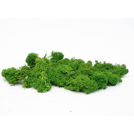 Decorative reindeer moss - Green - 1 Bag - 50g