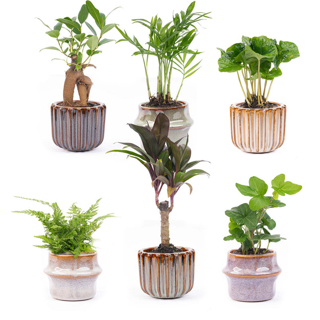planten pot Mini plant set 6