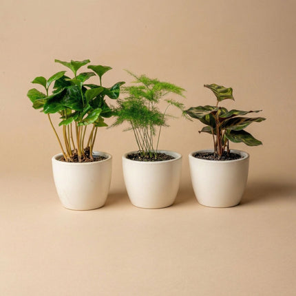 Panna Gloss - Plant Pot - Boule Pot white - Ø 9 cm ↑ 9 cm
