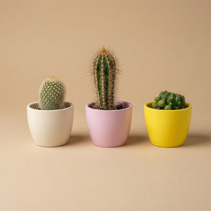 Plant set of 3 with mini pot - Pastel Spring - Succulent mix - Ø 6 cm