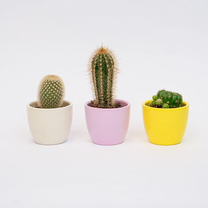 Plant set of 3 with mini pot - Pastel Spring - Cactus mix - Ø 6 cm