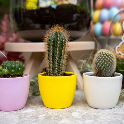 Plant set of 3 with mini pot - Pastel Spring - Mixed plants - Ø 6 cm