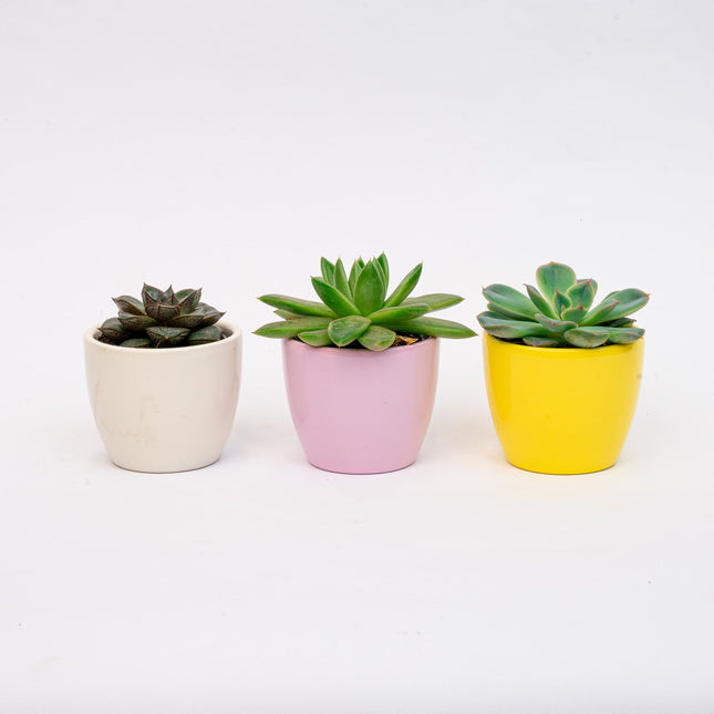 Plant set of 3 with mini pot - Pastel Spring - Succulent mix - Ø 6 cm