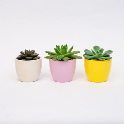 Plant set of 3 with mini pot - Pastel Spring - Mixed plants - Ø 6 cm