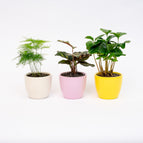 Plant mix