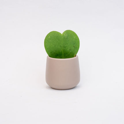 Joey - Mini Plant Pot - Grey matte - Ø 6 cm ↑ 6 cm