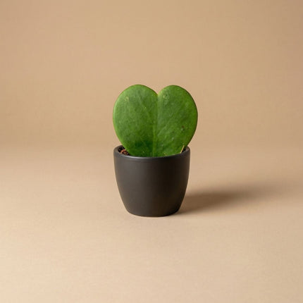 Anthracite Matte - Mini Plant Pot - Boule Pot Anthracite - Ø 6 cm ↑ 6 cm