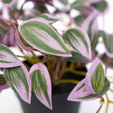 Tradescantia - Hanging plant in pot - Artificial plant - Green/purple - ↑ 19 cm