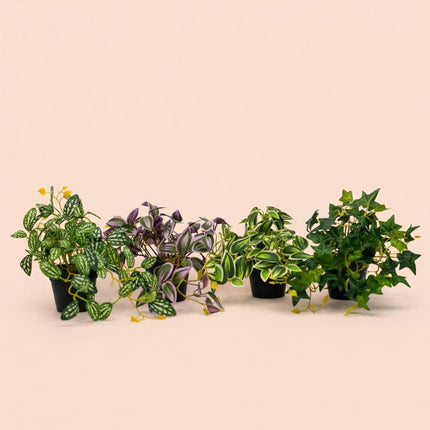 Pilea - Hanging plant in pot - Artificial plant - Green/white - ↑ 19 cm
