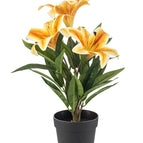 Yellow / Orange