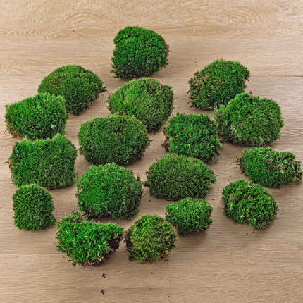 Live Cushion Moss - Premium Fresh Moss - Bun Moss - Pillow Moss - Leucobryum glaucum