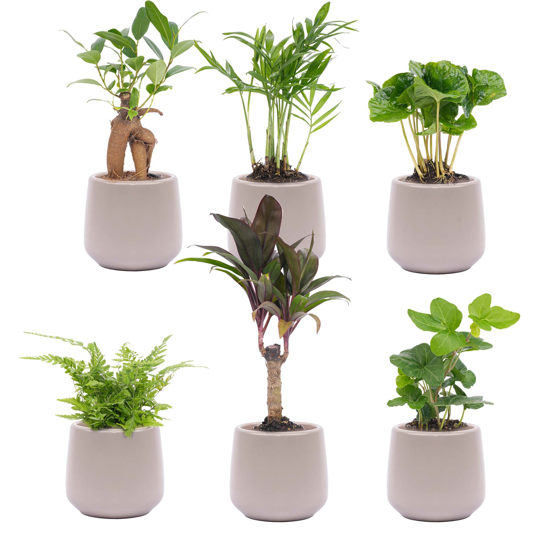 planten pot Mini plant set 6