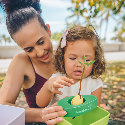 Avocado kit – Grow your own avocado!