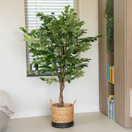 Ficus Deluxe set - 2 pcs - Artificial Plants - Bundle set