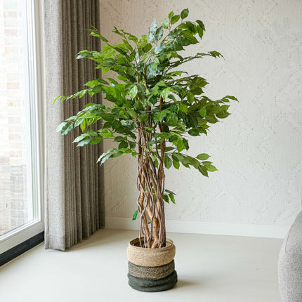 Ficus Deluxe set - 2 pcs - Artificial Plants - Bundle set