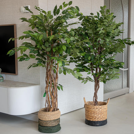 Ficus Deluxe set - 2 pcs - Artificial Plants - Bundle set