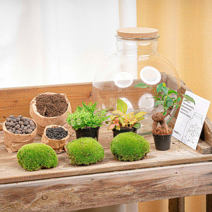 Bolder Bob Bonsai - Terrarium with light - Bottle garden DIY kit - Ø 31 cm ↑ 30 cm