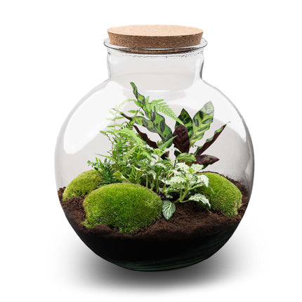 Bolder Bob - Terrarium - Bottle garden DIY kit - Ø 31 cm ↑ 30 cm