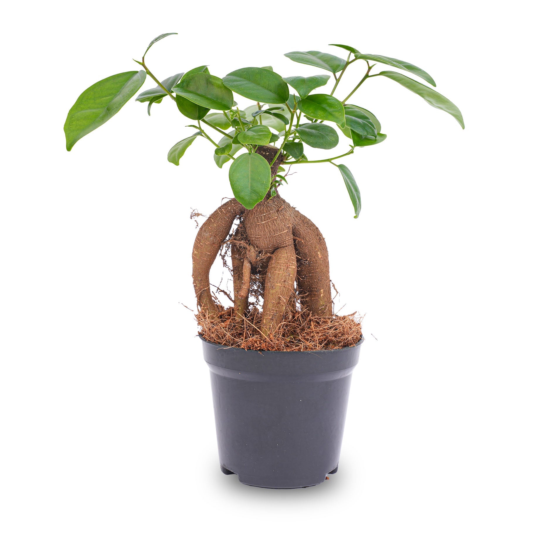 is ficus microcarpa ginseng a bonsai tree Ficus microcarpa ginseng bonsai