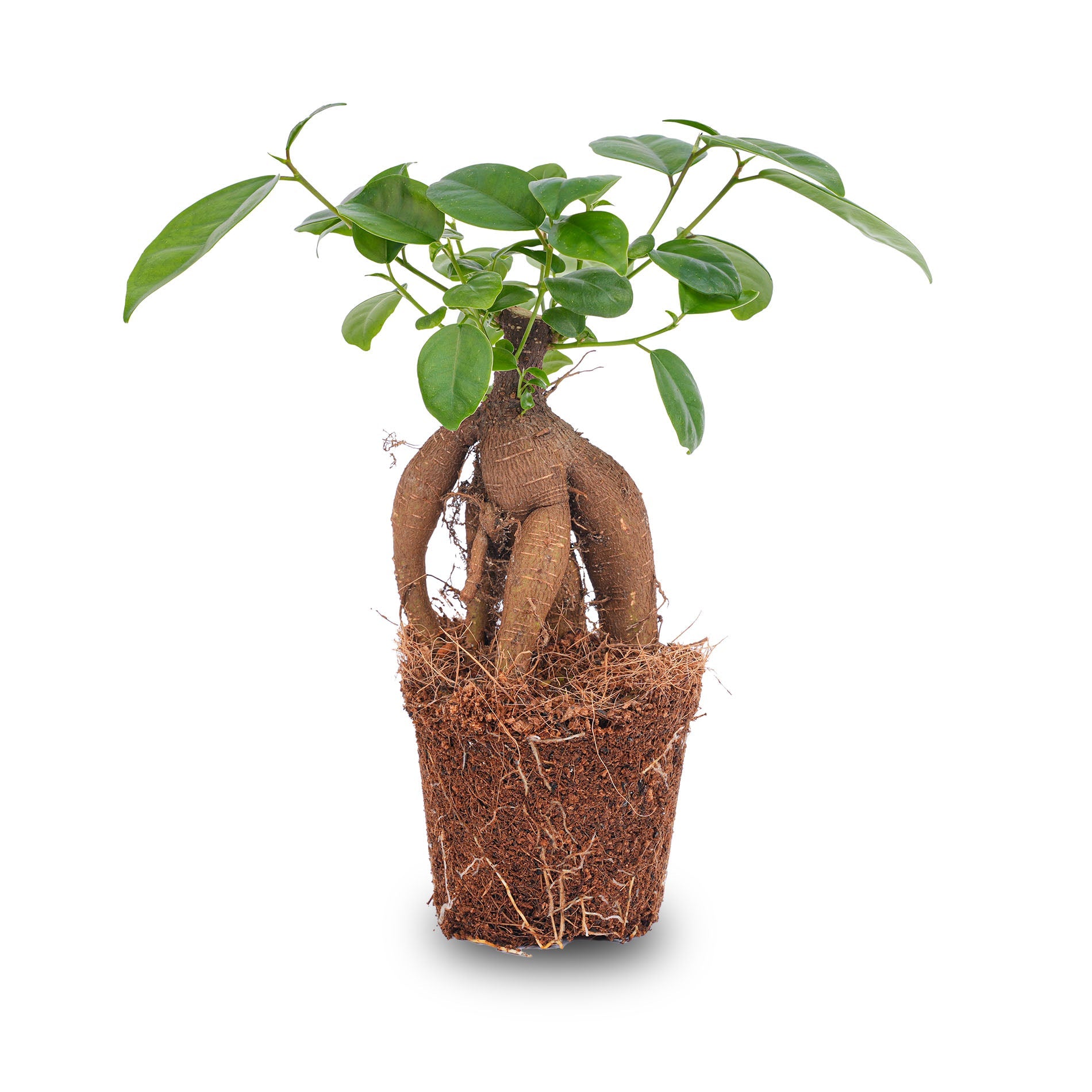ficus microcarpa ginseng bonsai tree Ficus microcarpa ginseng bonsai