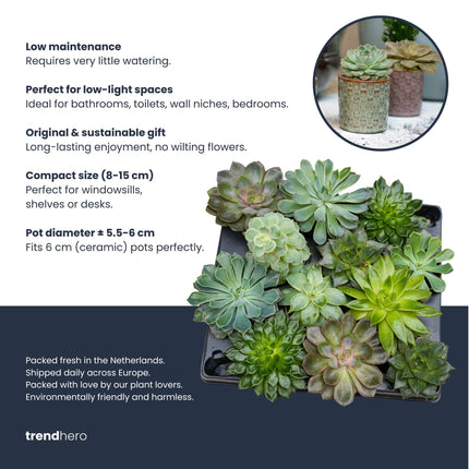 Cactus Set of 12 - ↑ 8–12 cm