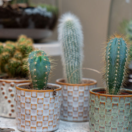 Cacti Set of 6 in Ceramic Mini Pot Madrid - ↑ 8–12 cm