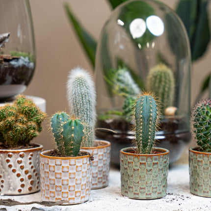Cactus Set of 12 - ↑ 8–12 cm