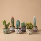 Set of 6 + Pot set San Juan