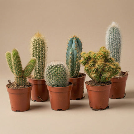 Cactus Set of 12 - ↑ 8–12 cm