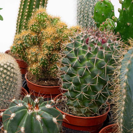 Cactus Set of 6 - ↑ 8–12 cm