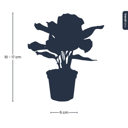 Calathea Makoyana - Peacock plant - Terrarium plant