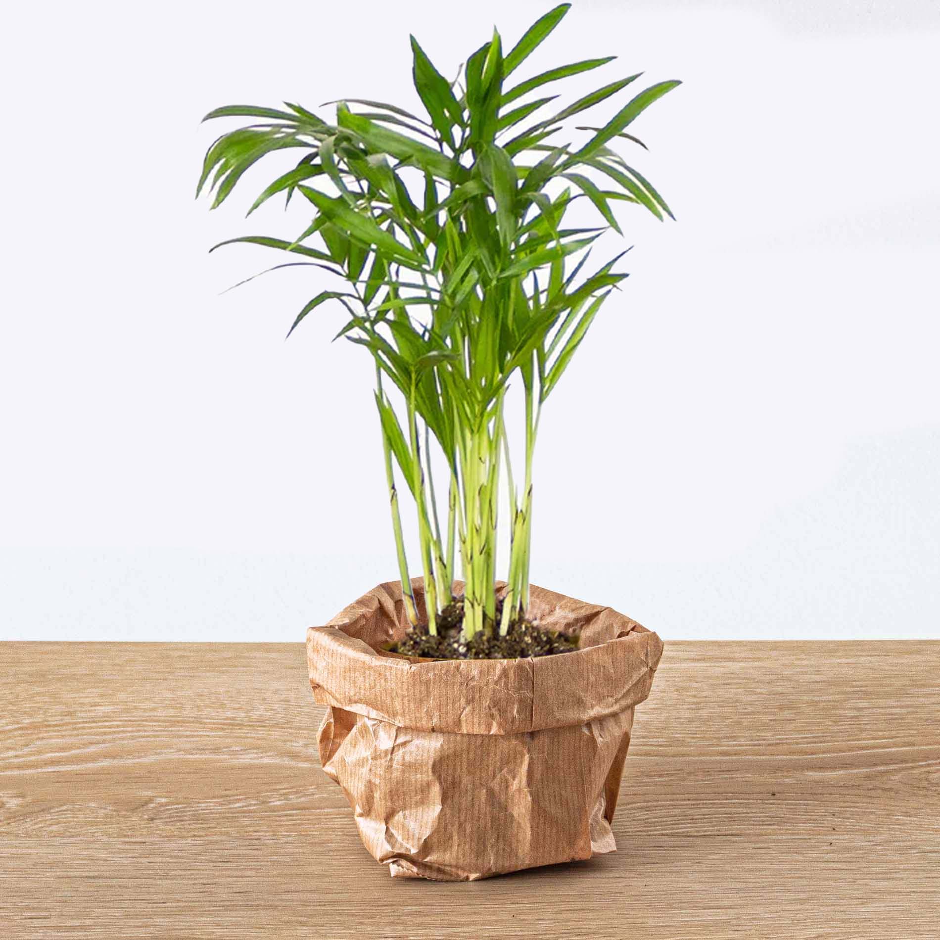 parlor palm in terrarium Parlour Palm - Chamaedorea elegans 'baby'