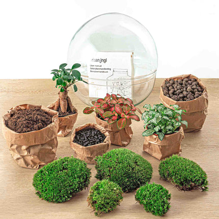 Terrarium DIY Kit - Dome XL Ficus Ginseng Bonsai - Bottle Garden - ↑ 30 cm