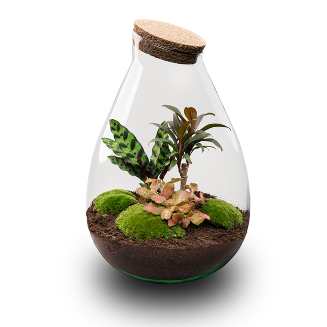 Drop XL Palm - Terrarium with cork - Bottle garden DIY kit – Ø 24 cm ↑ 37 cm