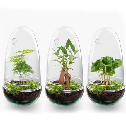 Terrarium DIY Kit - Bottle Garden - ↑ 25 cm