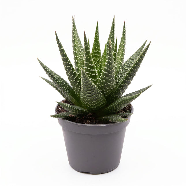Haworthia Gasworthia - Mini succulent - Potsize 5.5