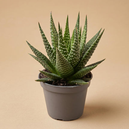 Haworthia Gasworthia - Mini succulent - Potsize 5.5