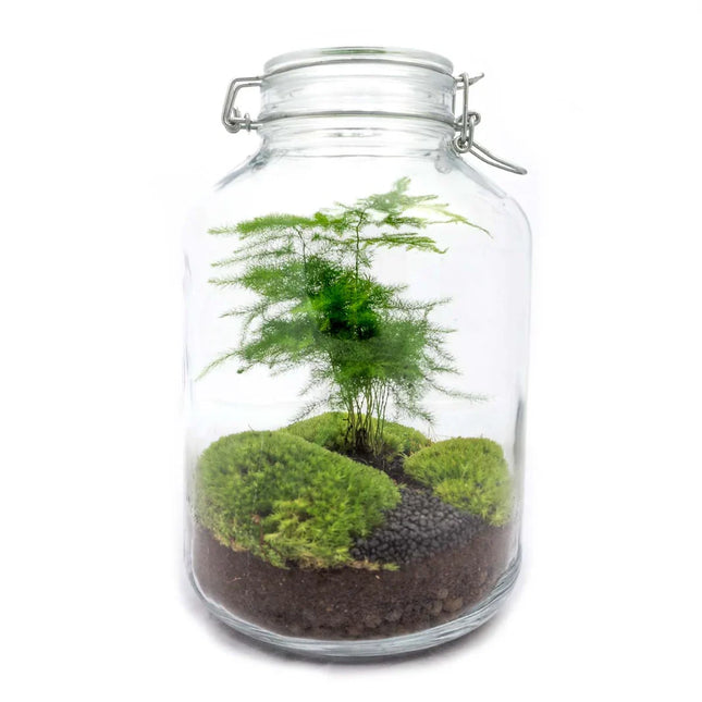 Jar Asparagus - Terrarium - Bottle garden DIY kit - Ø 18 cm ↑ 28 cm