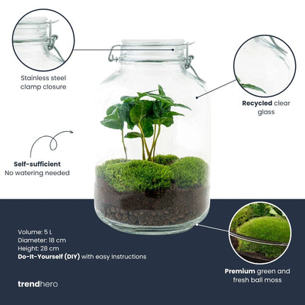 Jar Coffea Arabica - Terrarium - Bottle garden DIY kit - Ø 18 cm ↑ 28 cm
