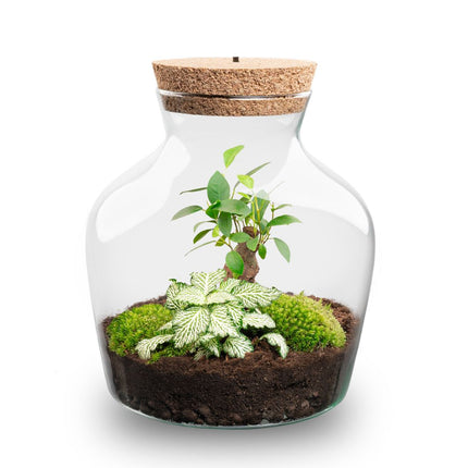 Little Joe Bonsai + Fittonia White Tiger - Terrarium with light - Bottle garden DIY kit - Ø 20 cm ↑ 22 cm