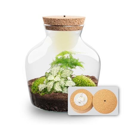 Little Joe Asparagus + Fittonia White Tiger - Terrarium with light - Bottle garden DIY kit - Ø 20 cm ↑ 22 cm (Copy)
